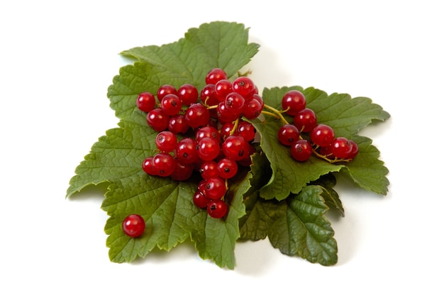 Fresh red currant isolated on white