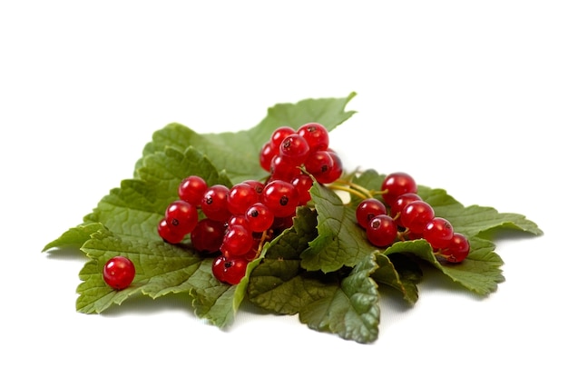 Fresh red currant isolated