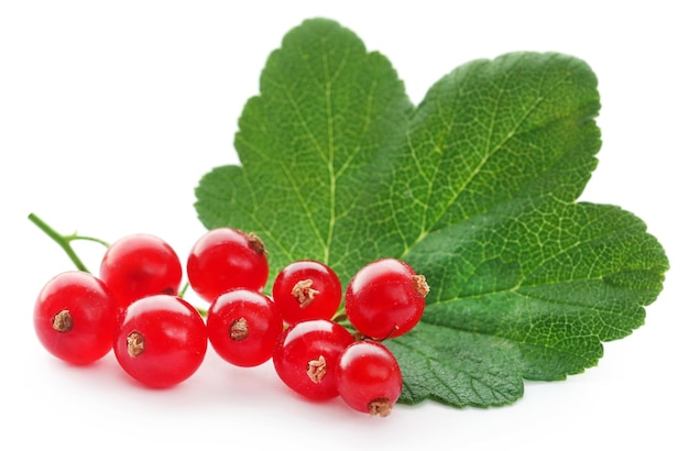 Fresh red currant over white background