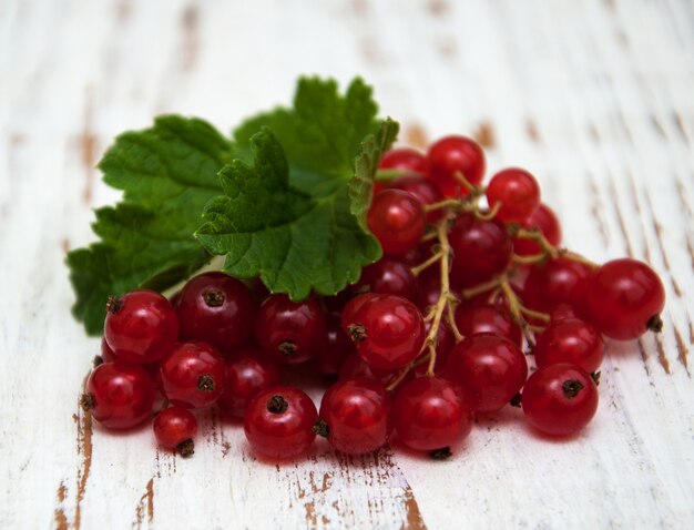 Fresh red currant