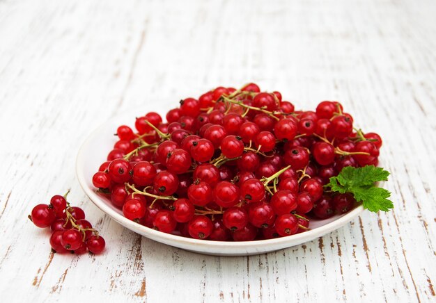 Fresh red currant