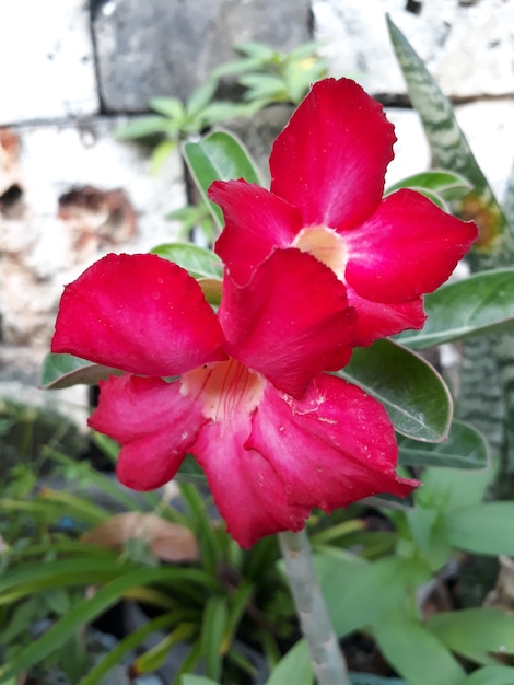 fresh red flower