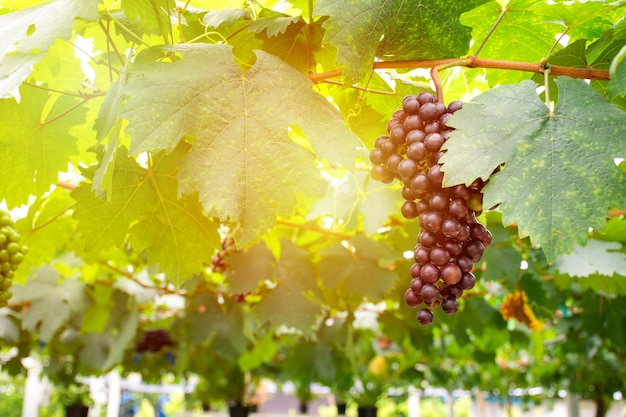 Fresh Red grapes bunch on the vine in Vineyard.