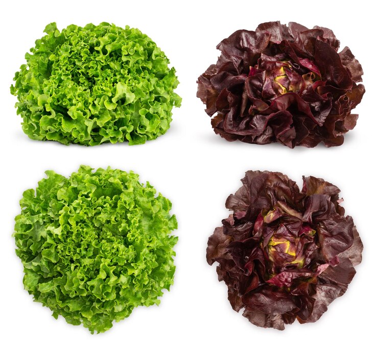 Fresh red and green lettuce isolated on white background. Bio vegetables.