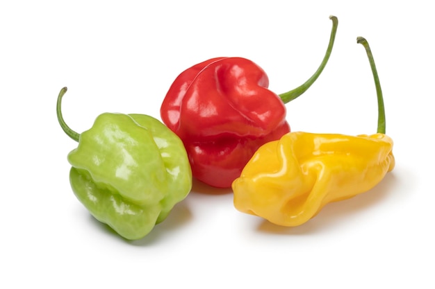 Fresh red green and yellow scorpion chili peppers on white background