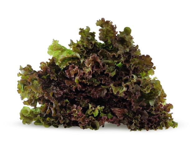 Fresh red lettuce on white background vegettable leaves for salad