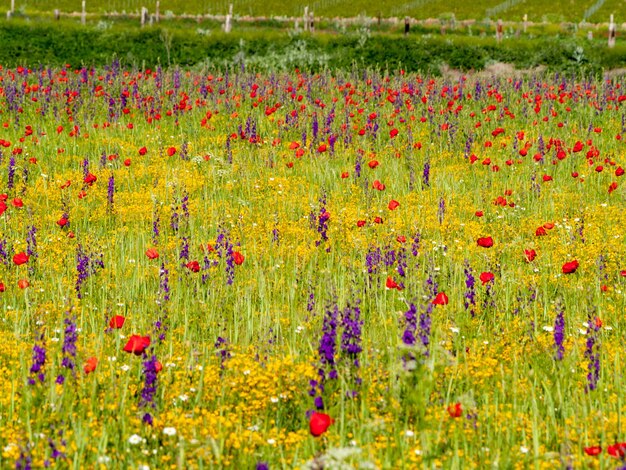 Foto fiori freschi di papavero rosso nel campo