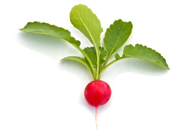 Fresh red radish isolated on white