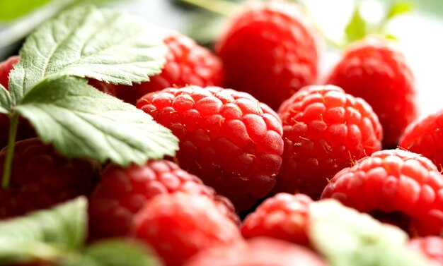 Fresh red raspberries with leaves macro shot