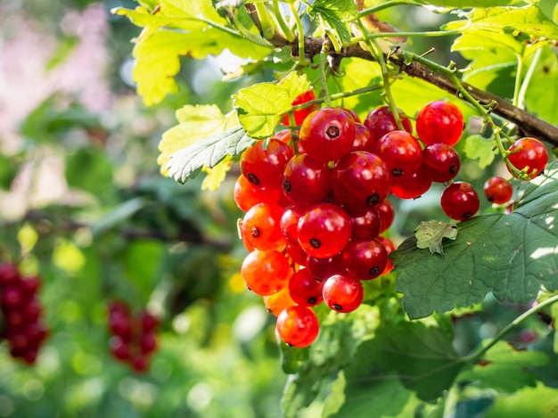 신선한 빨간 Ribes rubrum, 근접입니다.