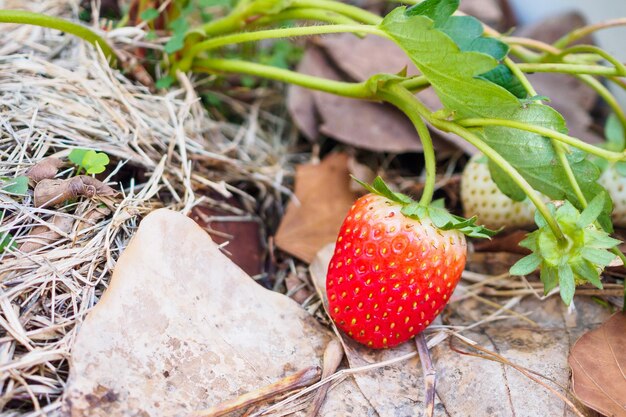 Fresh red ripe organic strawberry plant in the garden