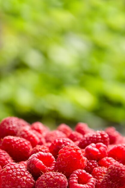 Fresh red ripe raspberries on blurred green background