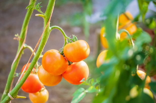 有機性庭で育つつる植物にぶら下がっている新鮮な赤い完熟トマト