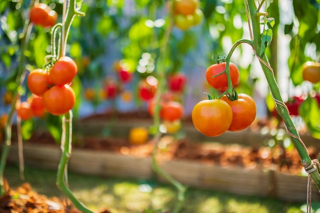 有機性庭で育つつる植物にぶら下がっている新鮮な赤い完熟トマト