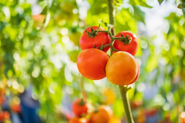 Fresh red ripe tomatoes hanging on the vine plant growing in organic garden