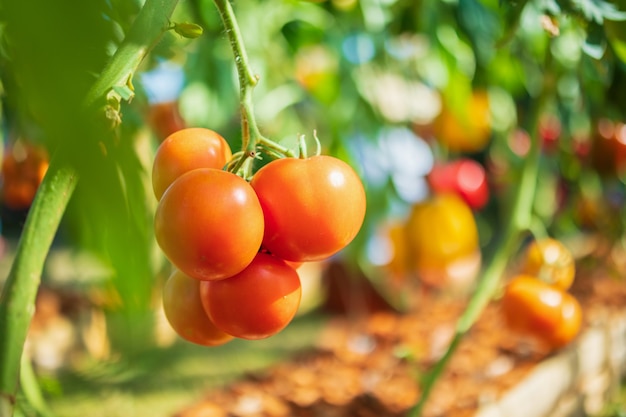 有機性庭で育つつる植物にぶら下がっている新鮮な赤い完熟トマト