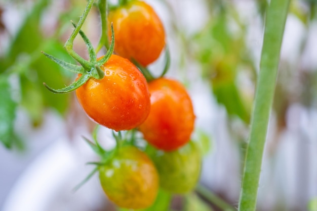 Pianta di pomodori maturi rossi freschi che appende sulla crescita della vite in orto biologico pronto per il raccolto