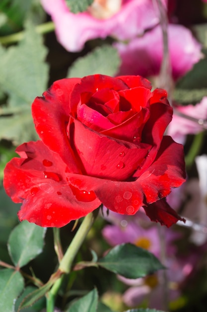 Fiore fresco della rosa rossa nel giardino della tailandia