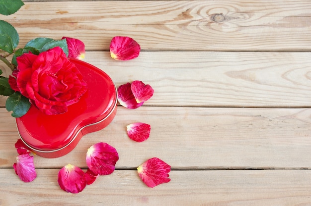 Fresh red rose with petals and present