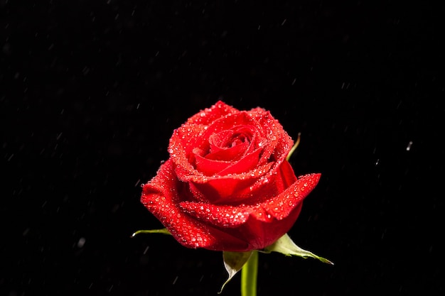 Fresh red rose with rain drops over black background. Symbol of love.