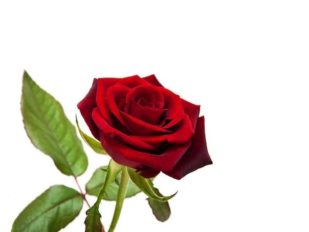 Photo fresh red rose