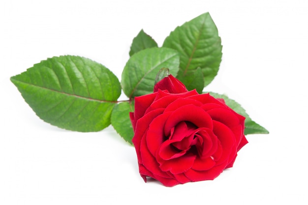 Rosa rossa fresca.