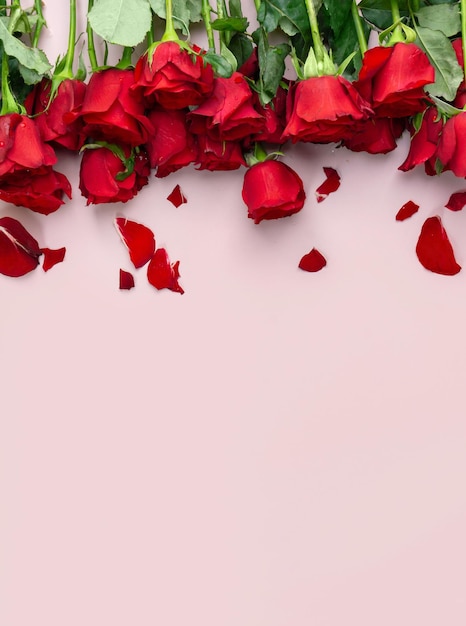 Fresh Red Roses isolated pink background Valentine39s day concept Love theme Copy space