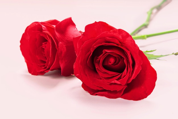 Свежие красные розы изолированные розовый фон День Святого Валентина концепция тема любви копией пространства