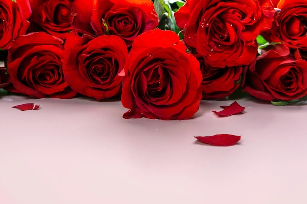 신선한 빨간 장미 절연 분홍색 배경 Valentine39s 하루 개념 사랑 테마 복사 공간