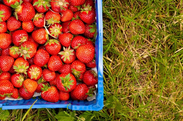 Fresh red strawberries lying in plastic box in garden arc shot closeup of harvested ripe fruit