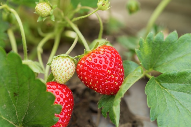 fresh red strawberries with planting