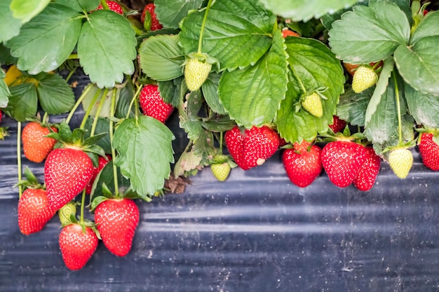 Fresh red strawberry field greenhouse agriculture. Turkey / Izmir / Emiralem