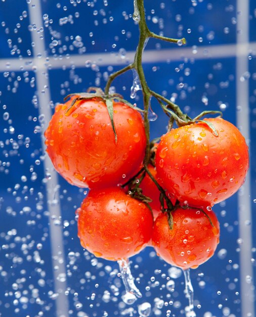 Fresh red tomato in the drops of water