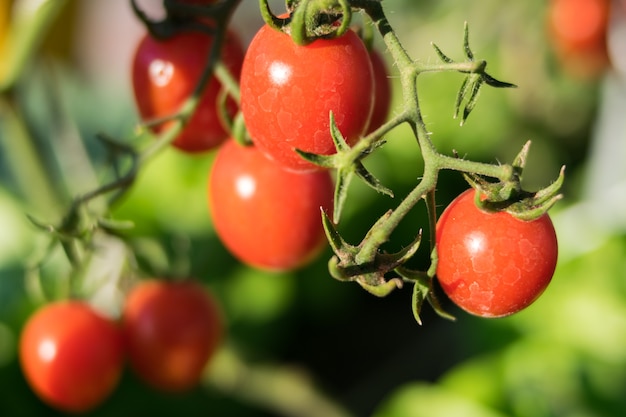 fresh red tomato in garden