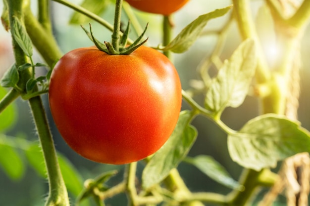 Fresh red tomatoes on green leaves background Healthy food gardening concept