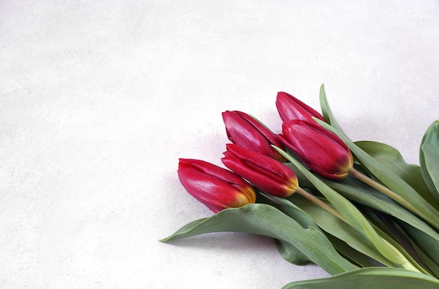 Fresh red tulip flowers bouquet on white background with copy space