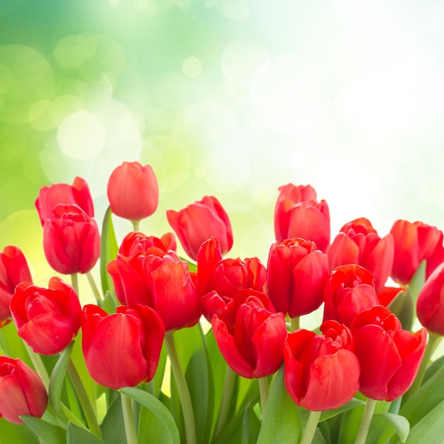 Fresh red tulip flowers