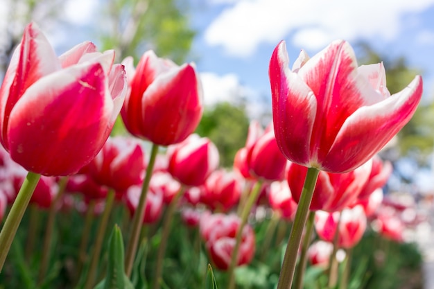 Tulipano rosso fresco con sfondo bokeh.