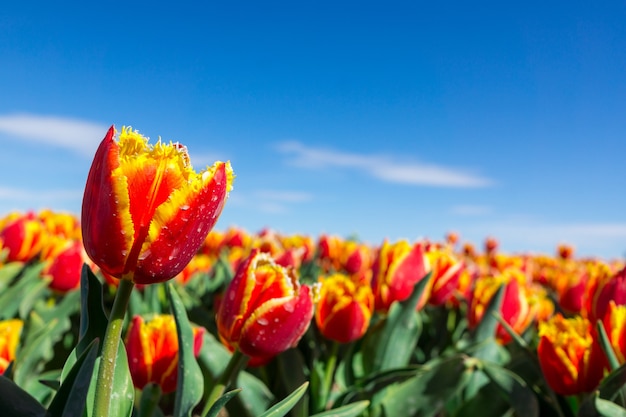 Fresh red tulip with bokeh background