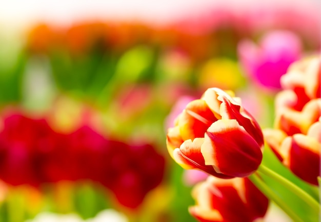 Fresh red tulips on the field. Macro view