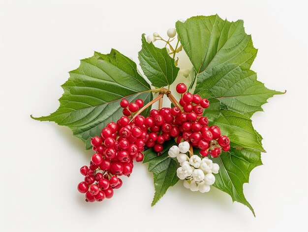 Fresh Red Viburnum Berries Isolated on White