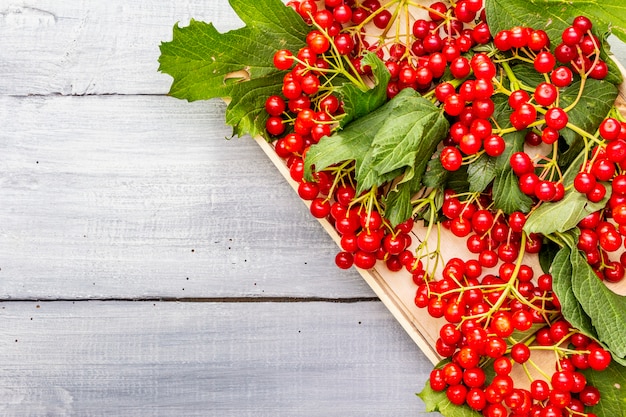 Fresh red viburnum berries with green leaves on branches