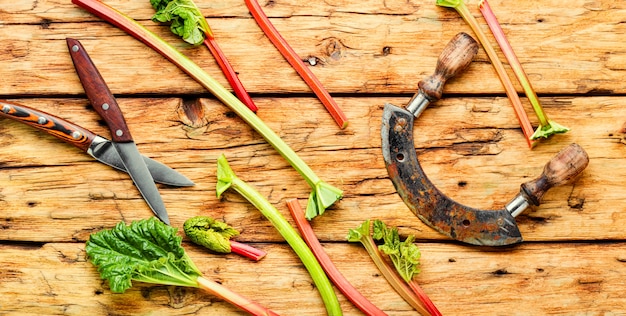 Fresh rhubarb stem on old wooden table