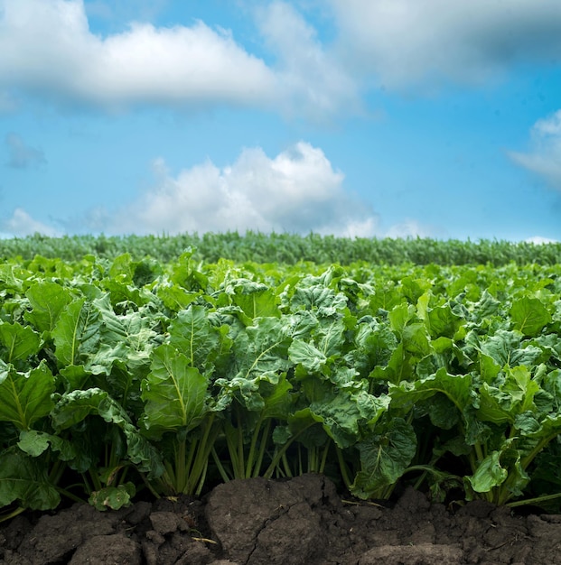 fresh rich and shiny green leaves of sugar beet closeup on the background of the sky with clouds