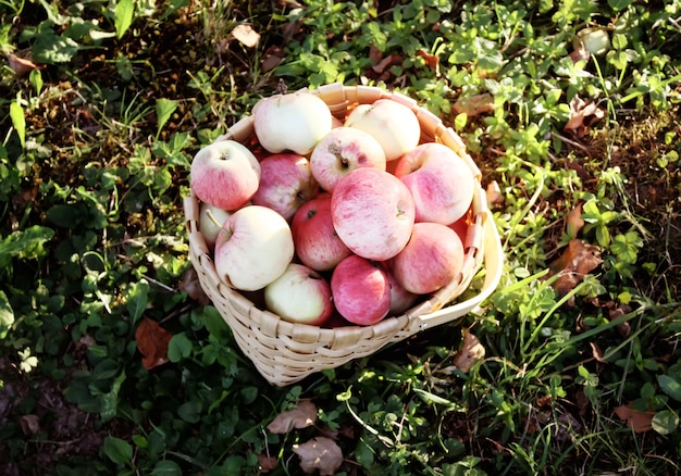 Fresh ripe apples in a basket in the summer garden