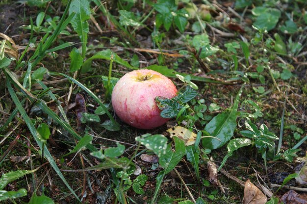 Fresh ripe apples in the garden at summer