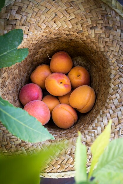 Fresh and ripe apricots in a straw hat Delicious summer fruit