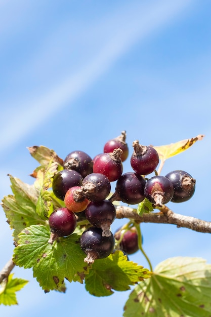 Fresh ripe blackcurrant fruits and green leaves on currant branch. Copy space