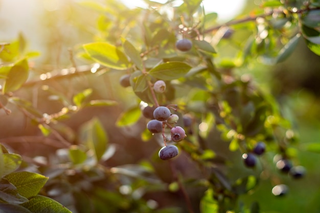 Fresh ripe blueberries on the growing bushes.