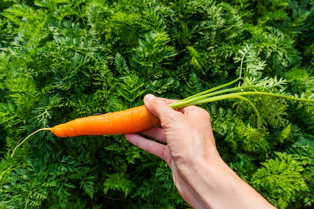 Fresh ripe carrot